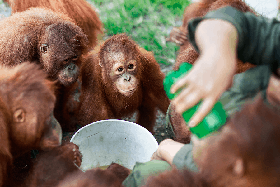 orangutangen Jelapat