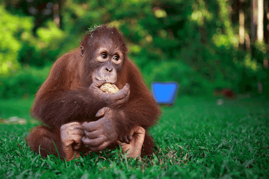 orangutangen Jelapat