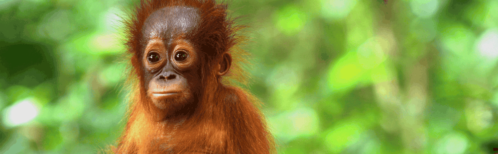 medlemskap i Save the Orangutan