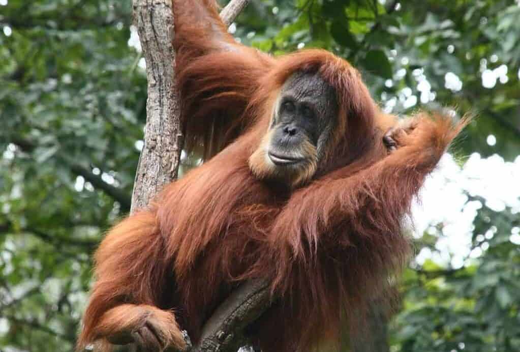 Forskning bekräftar: Hög risk för orangutanger att kunna smittas