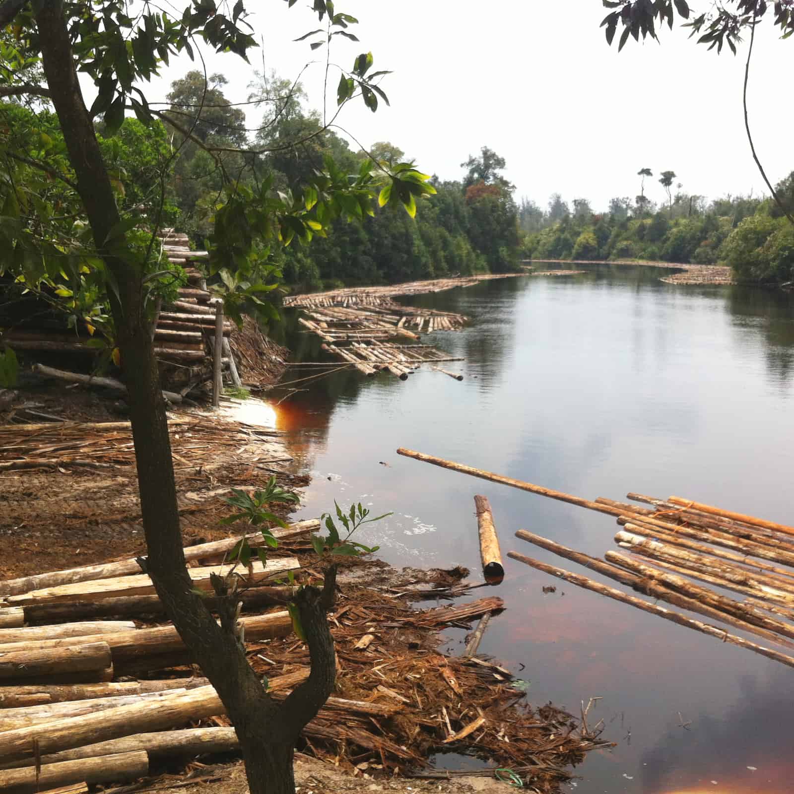 Data bekräftar: Skövlingen av Indonesiens regnskog ökar