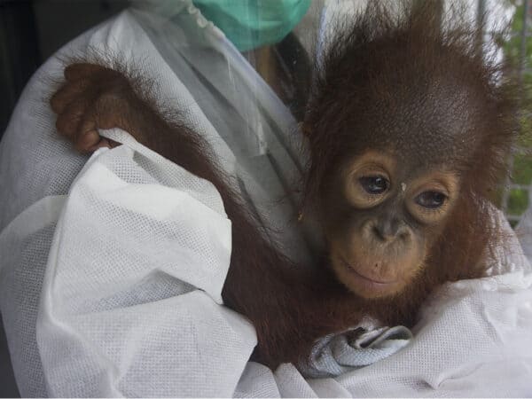 Nyaru Mentengs två nya orangutangungar