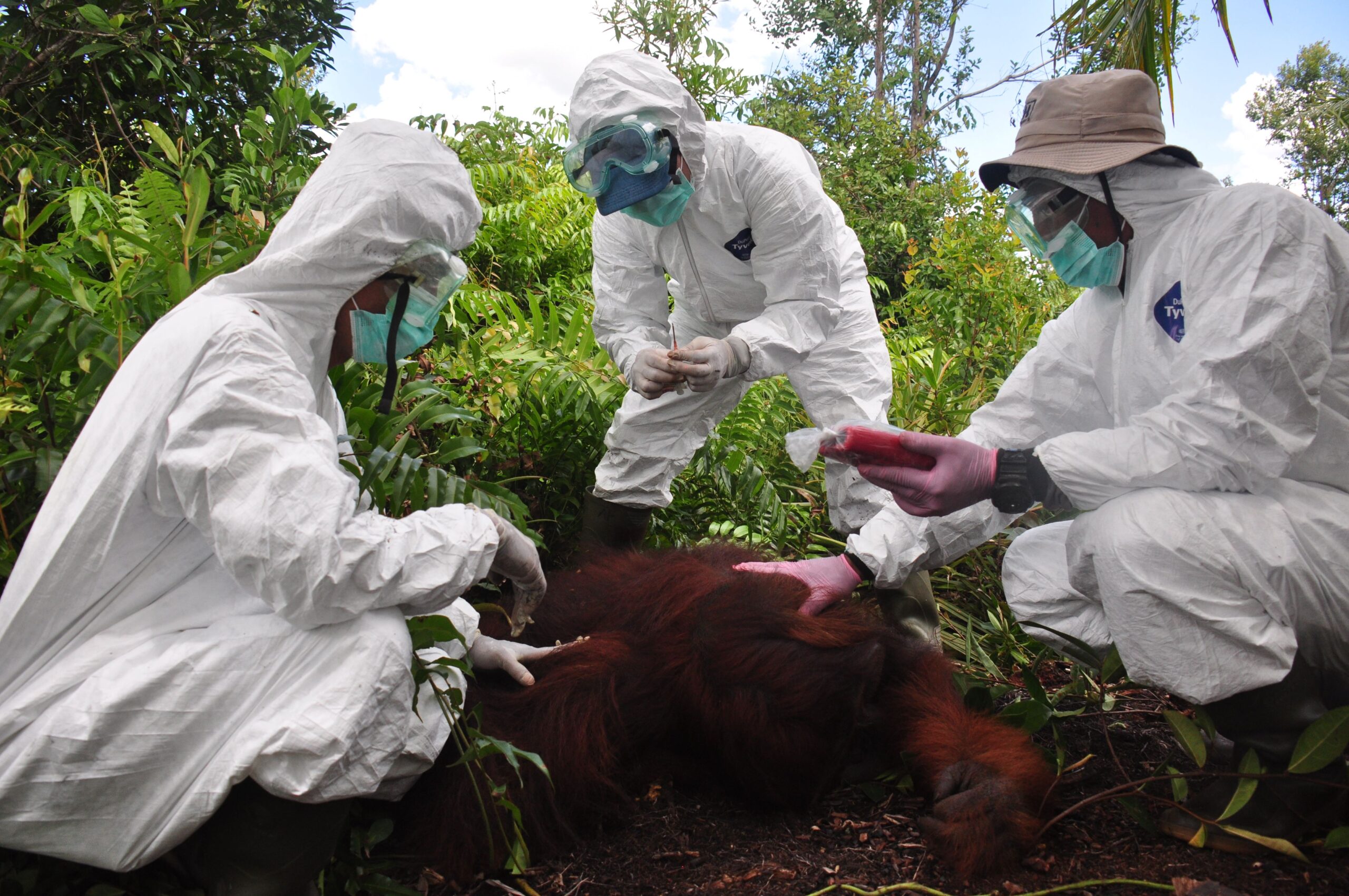 12 orangutanger räddade under 2020