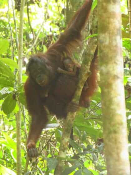 Frisläppta orangutangen Signe har fått en unge