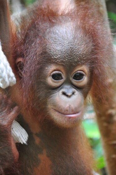 Nyaru Mentengs två nya orangutangungar