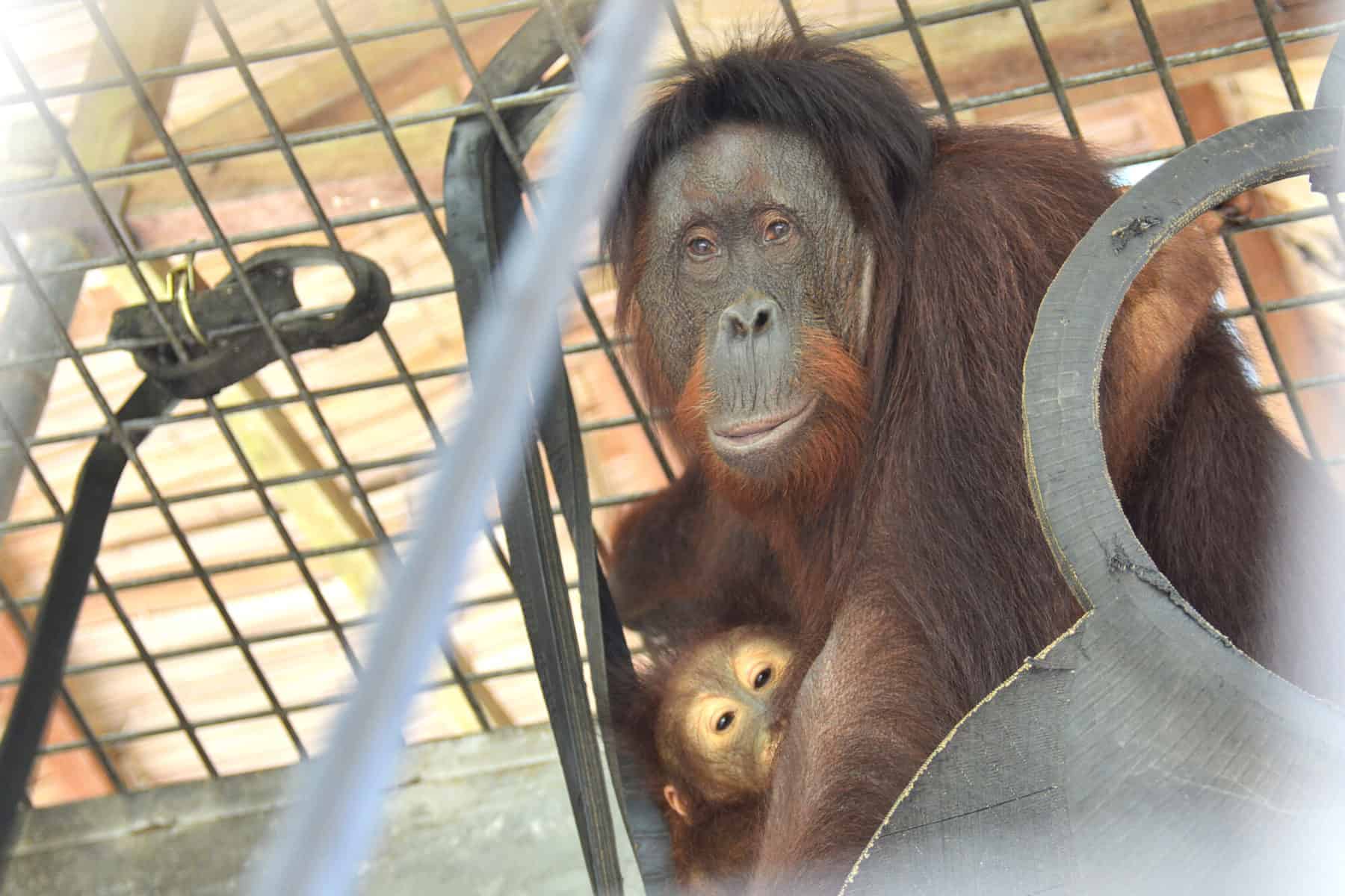 orangutanger återförda till det vilda