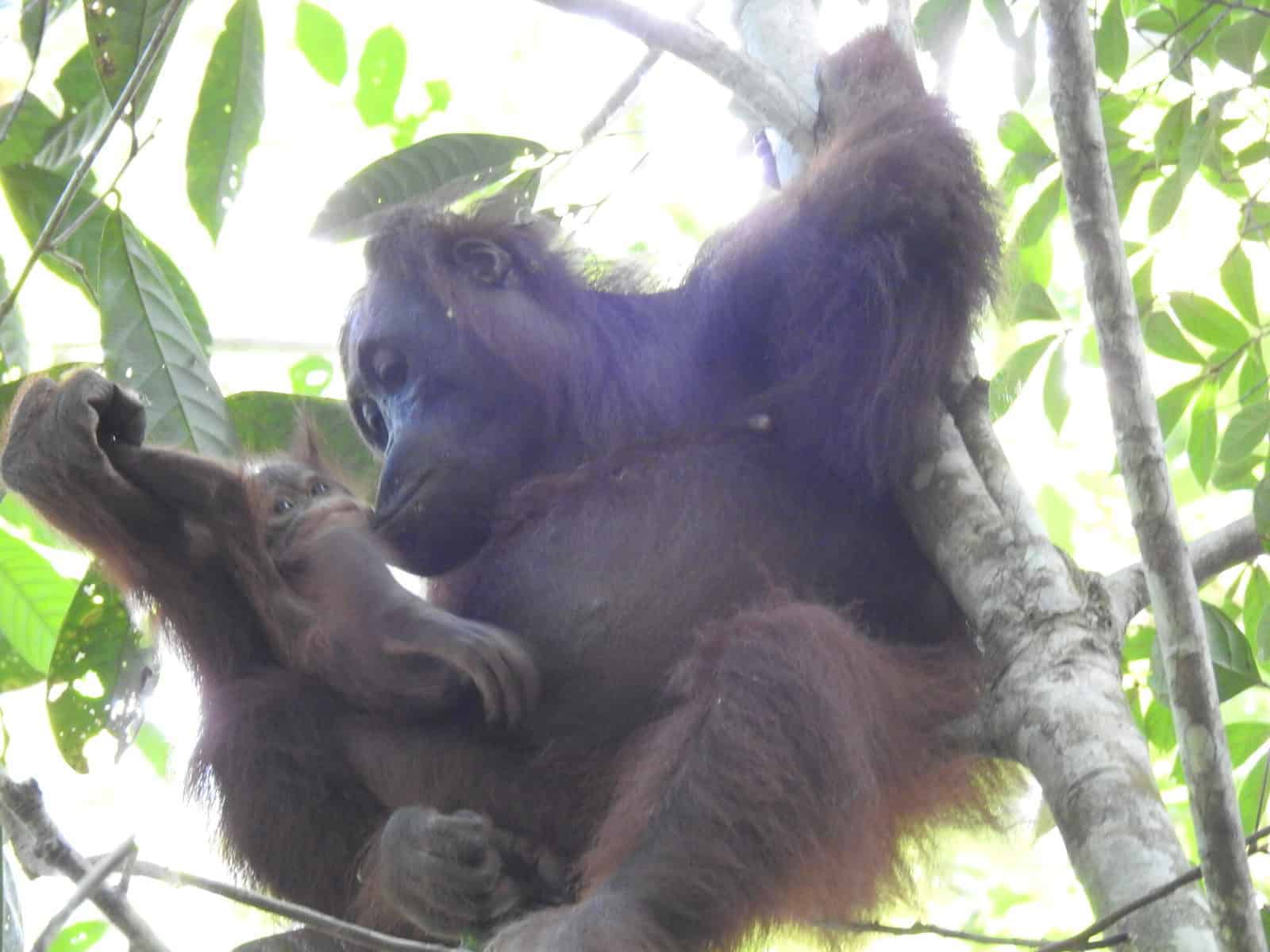 Ny orangutangunge upptäckt