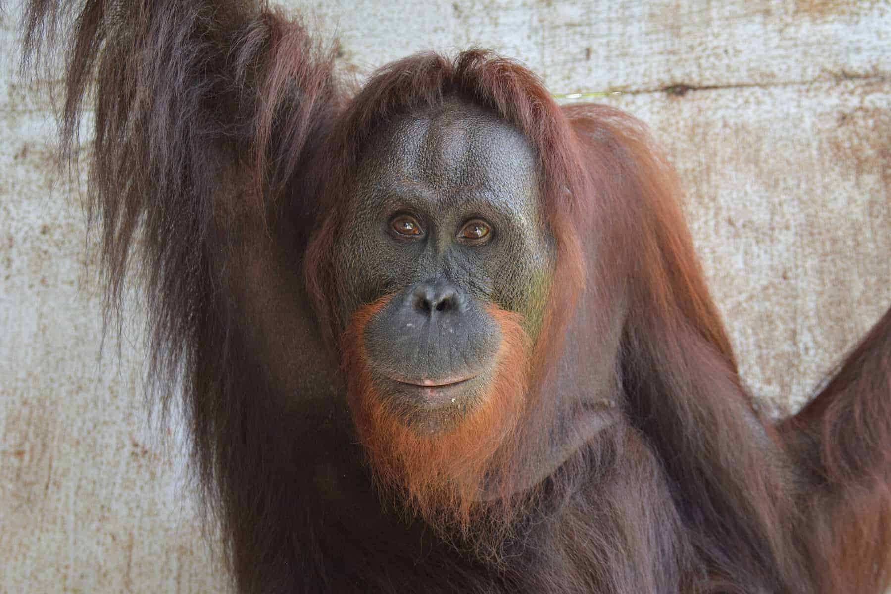 orangutanger återförda till det vilda