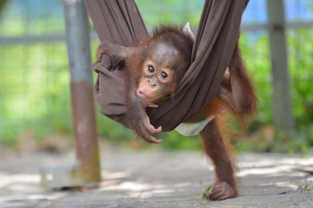 tre orangutangungar räddade