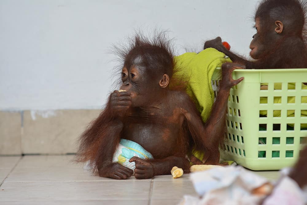 tre nya orangutangungar