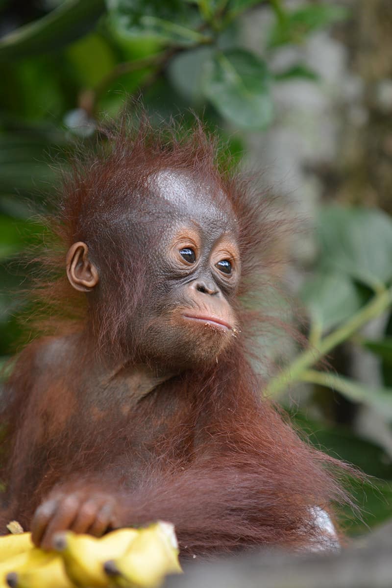 tre orangutangungar räddade