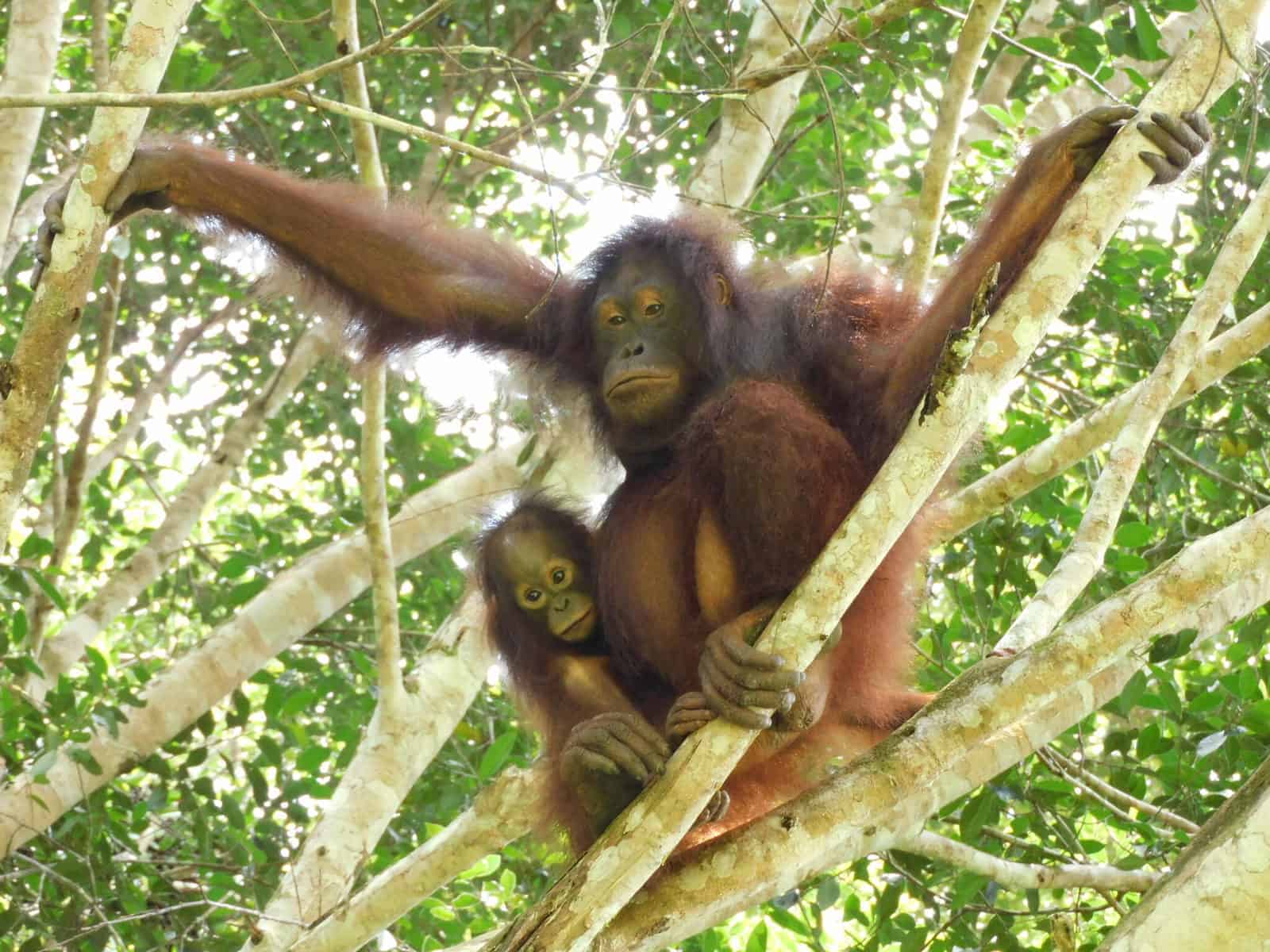 Tre orangutangmammor återförenade