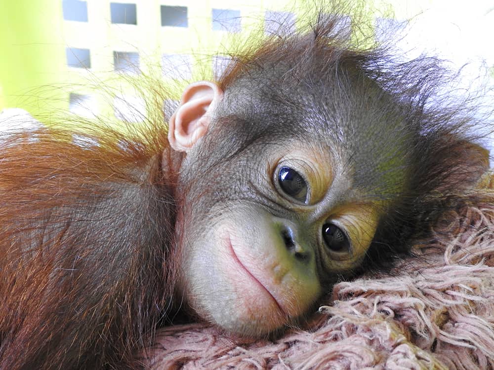 orangutangunge räddad