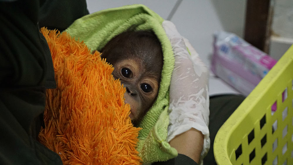 orangutangunge räddad